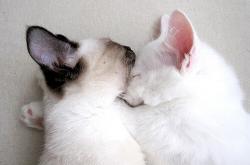 爱游戏娱乐-绝境中的蓝月奇迹，罗德里一锤定音，曼城史诗级翻盘佛罗伦萨